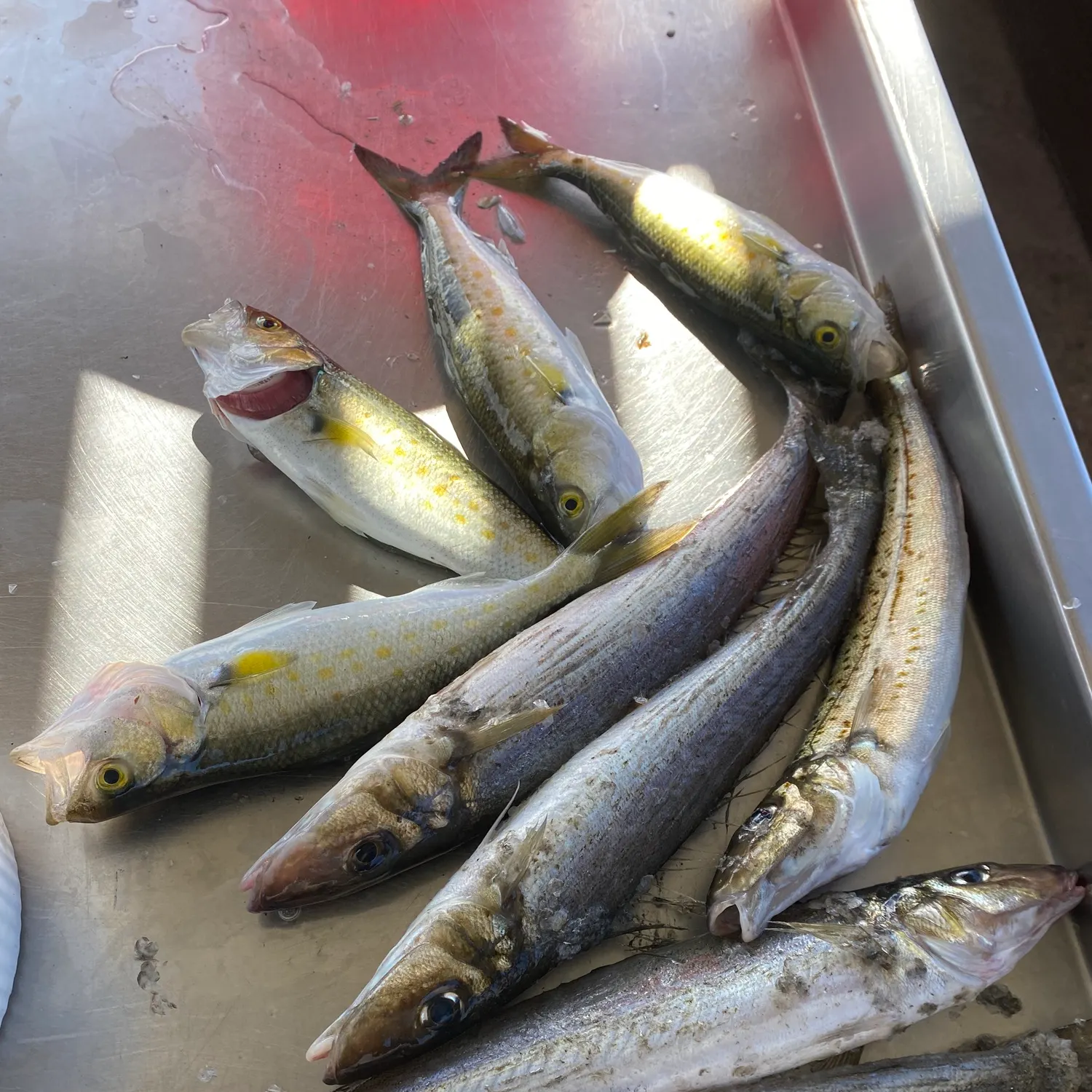 recently logged catches