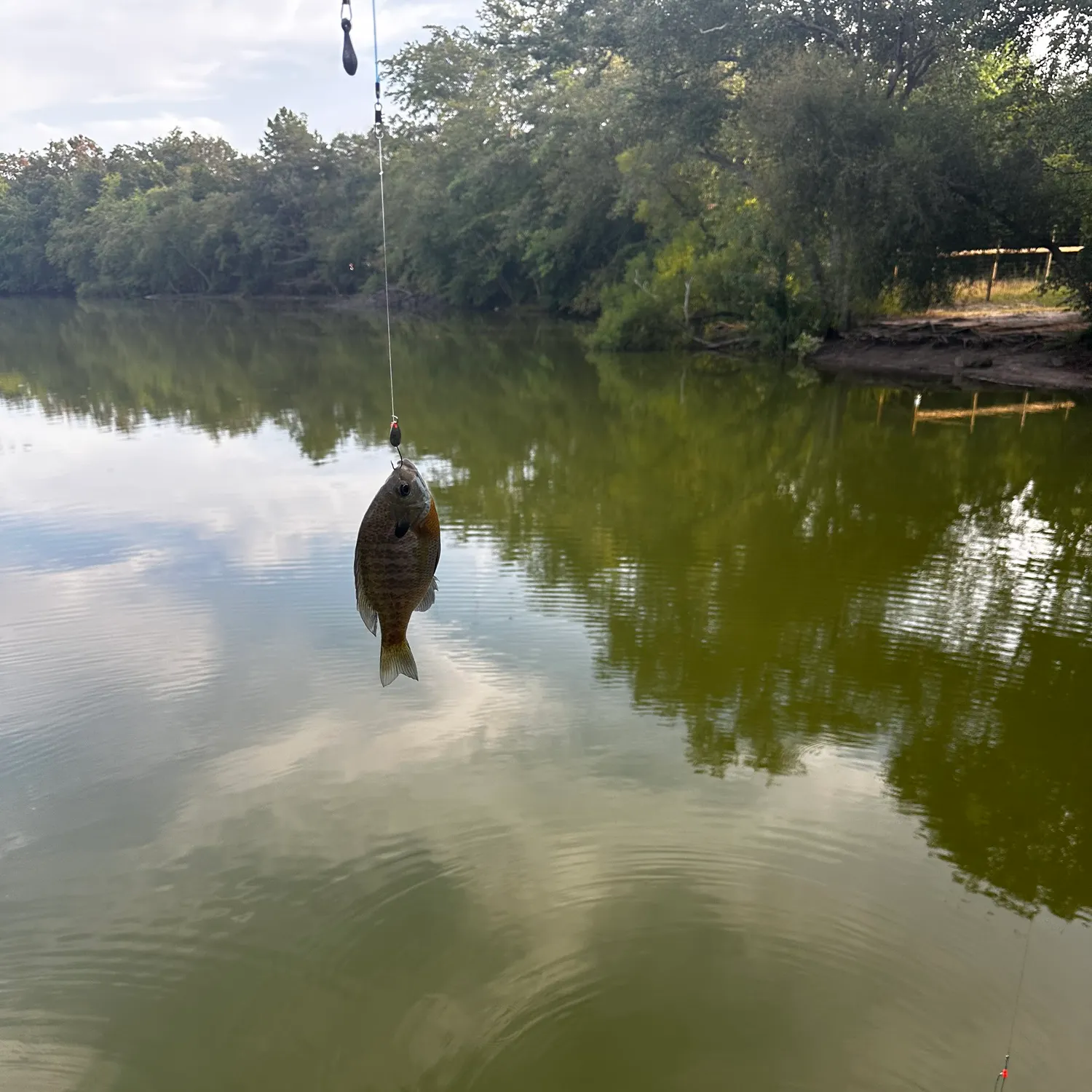 Bluegill caught on Fishbrain
