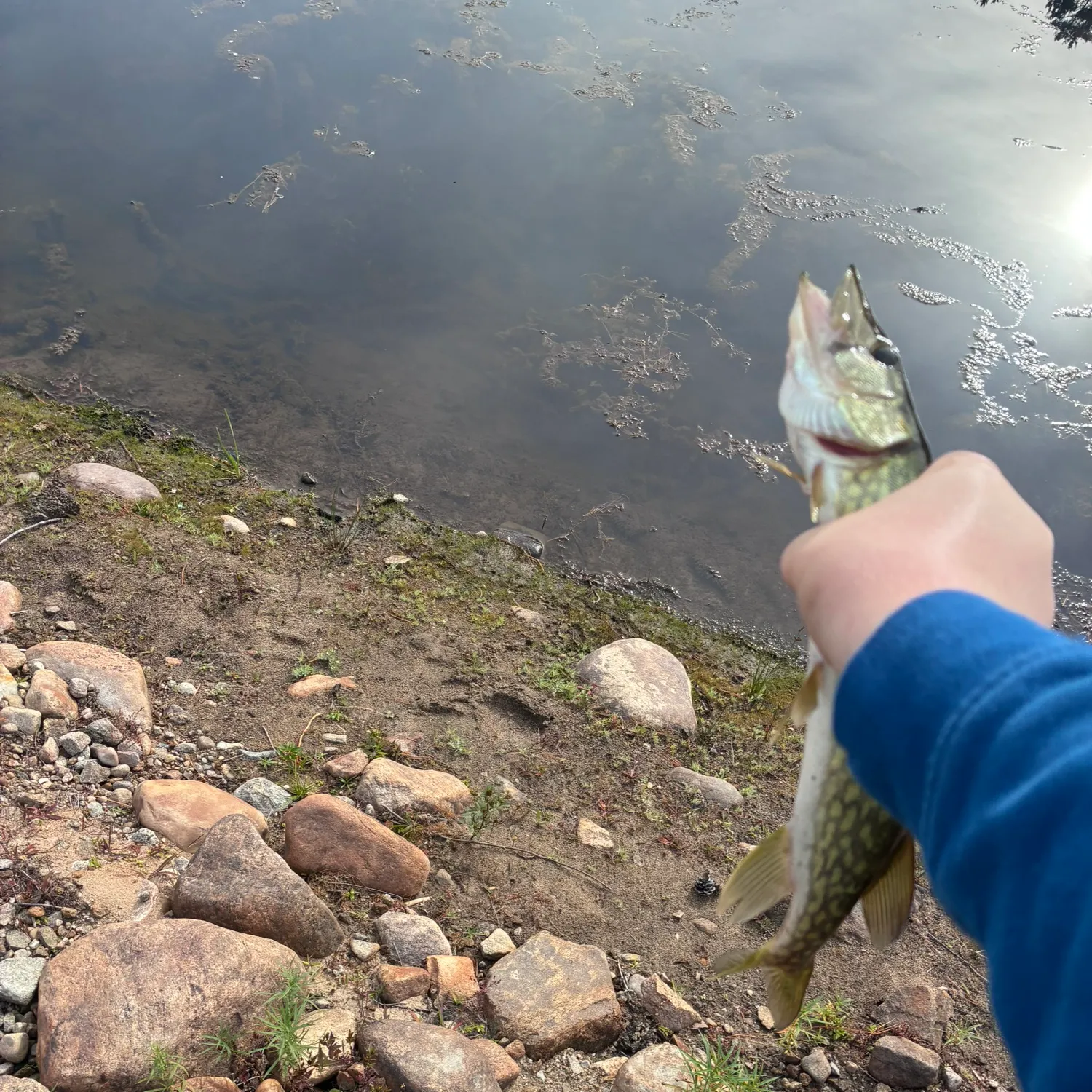 Chain pickerel caught on Fishbrain