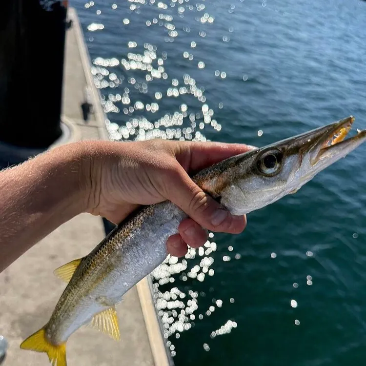 The most recent Australian barracuda catches on Fishbrain