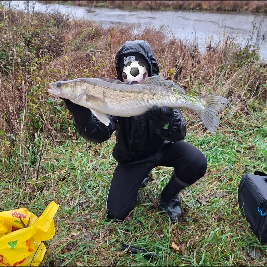 Zander caught on Fishbrain