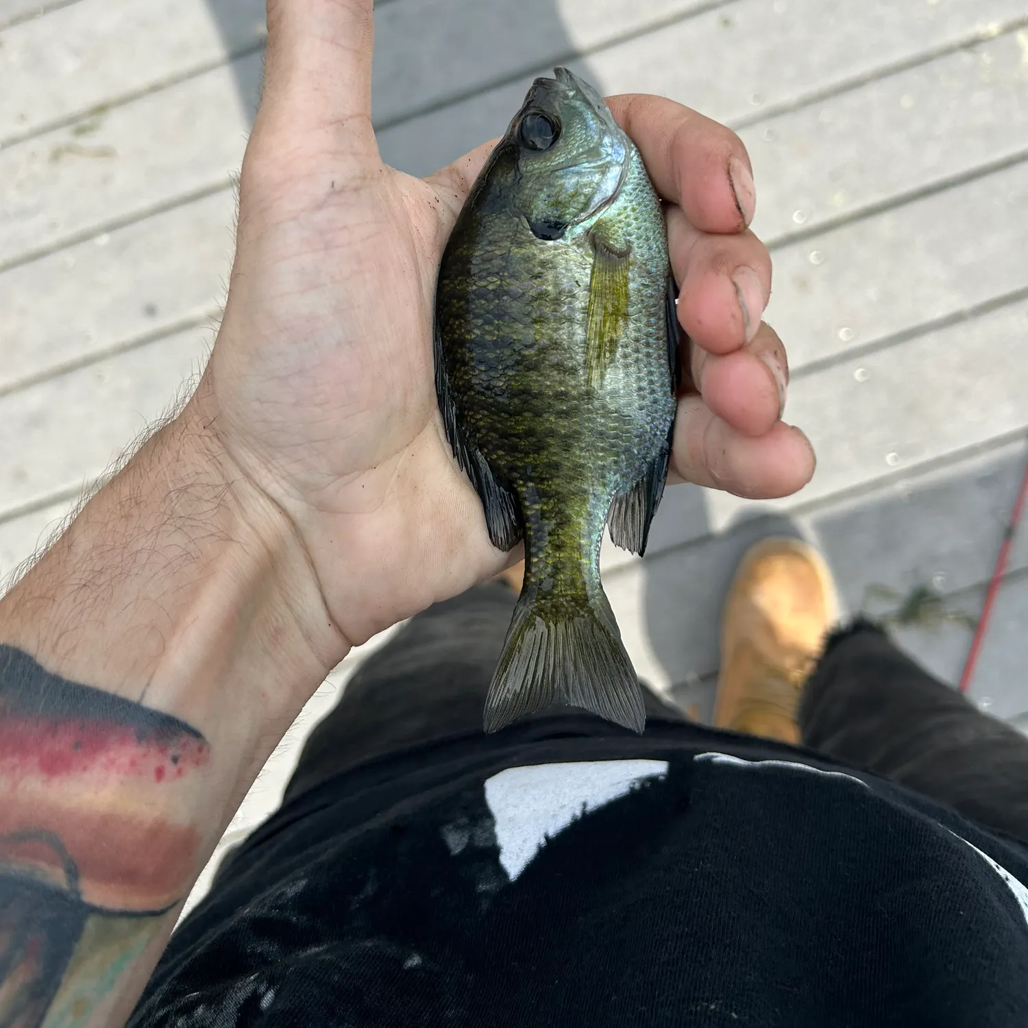 recently logged catches