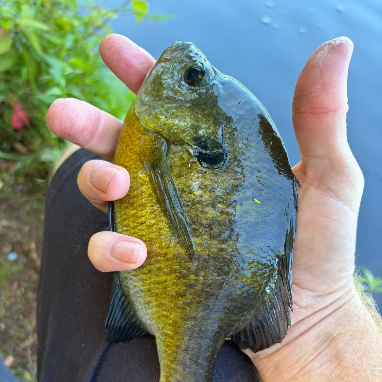 Bluegill caught on Fishbrain
