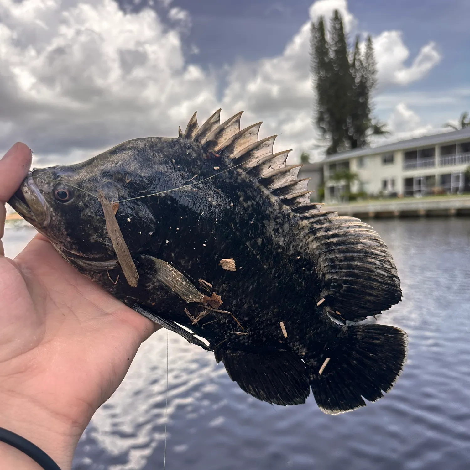 The most recent Atlantic tripletail catches on Fishbrain