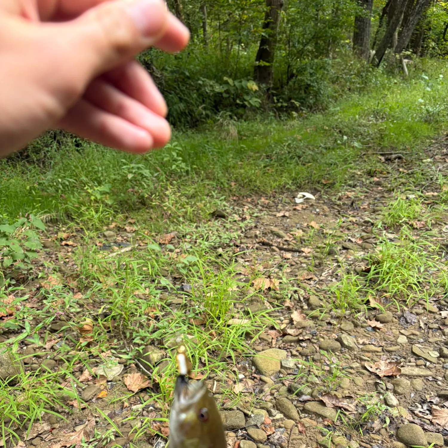 Smallmouth bass caught on Fishbrain