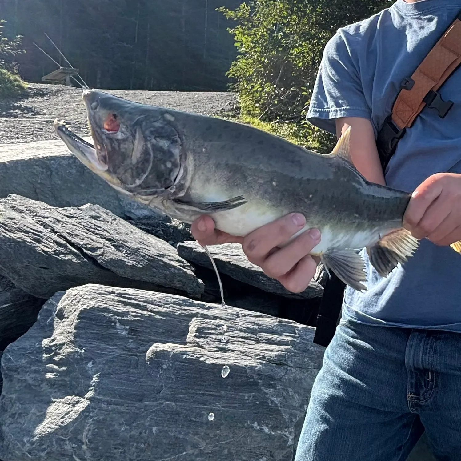 Pink salmon caught on Fishbrain