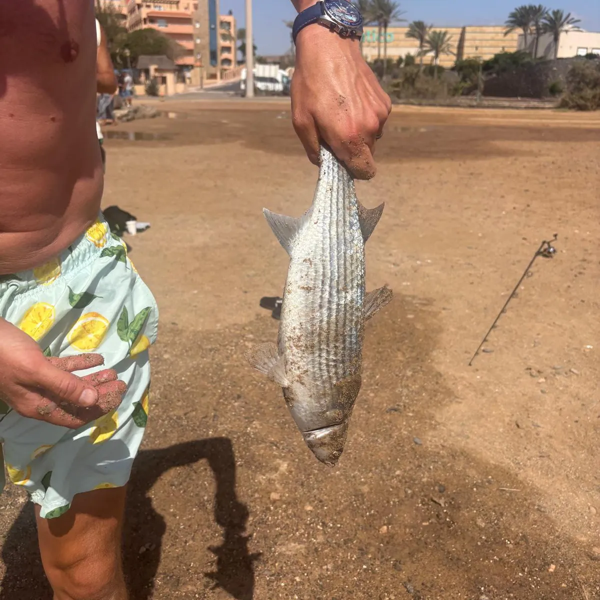 Striped mullet caught on Fishbrain