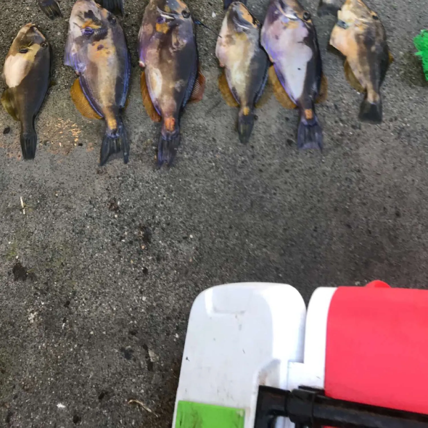 recently logged catches