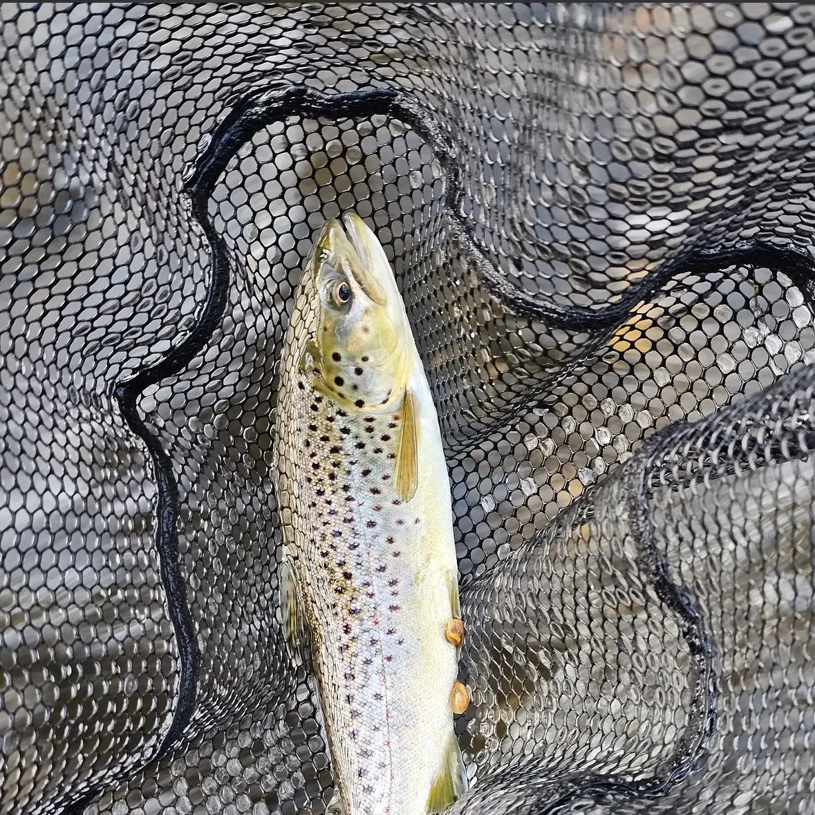 The most recent Sea trout catches on Fishbrain