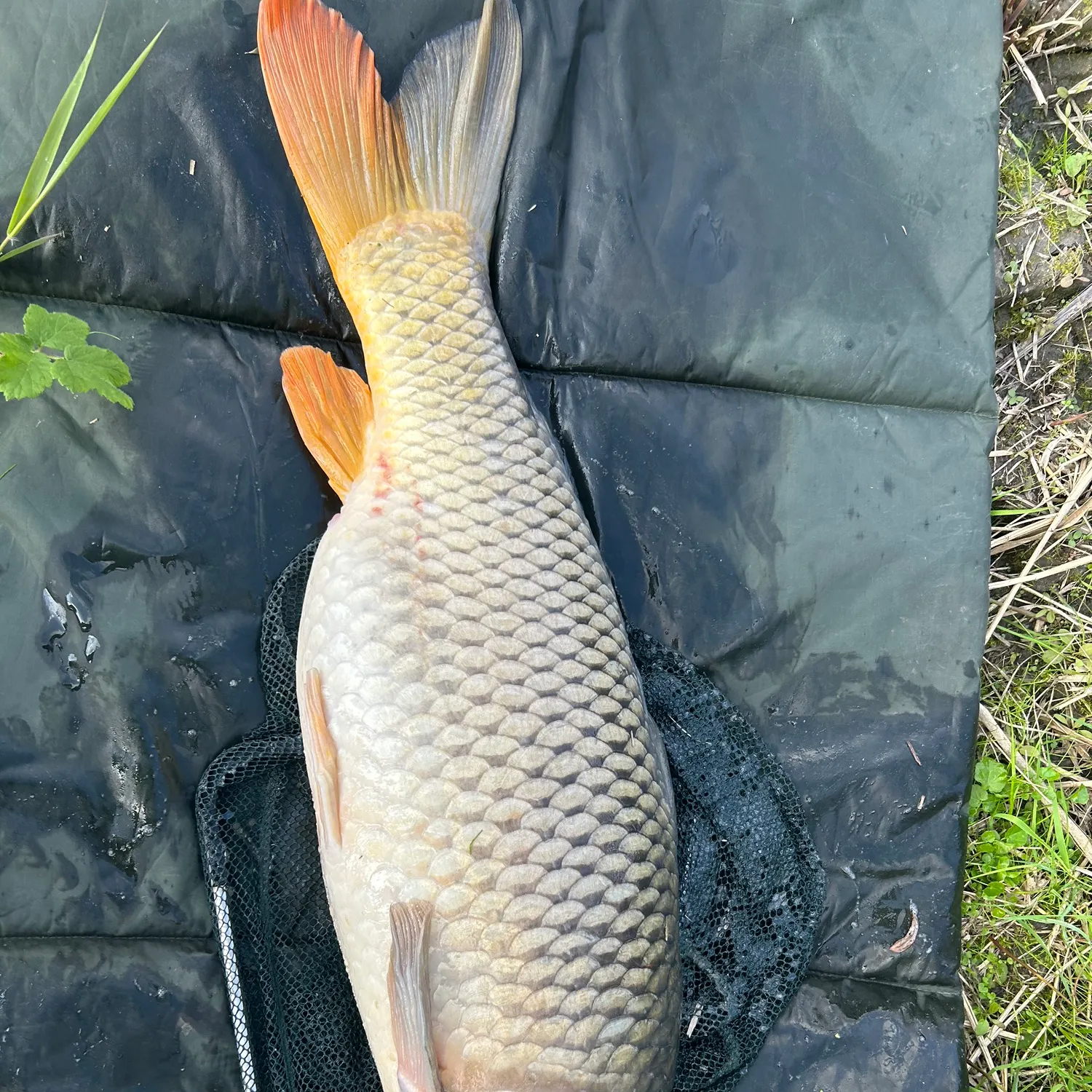 Common carp caught on Fishbrain