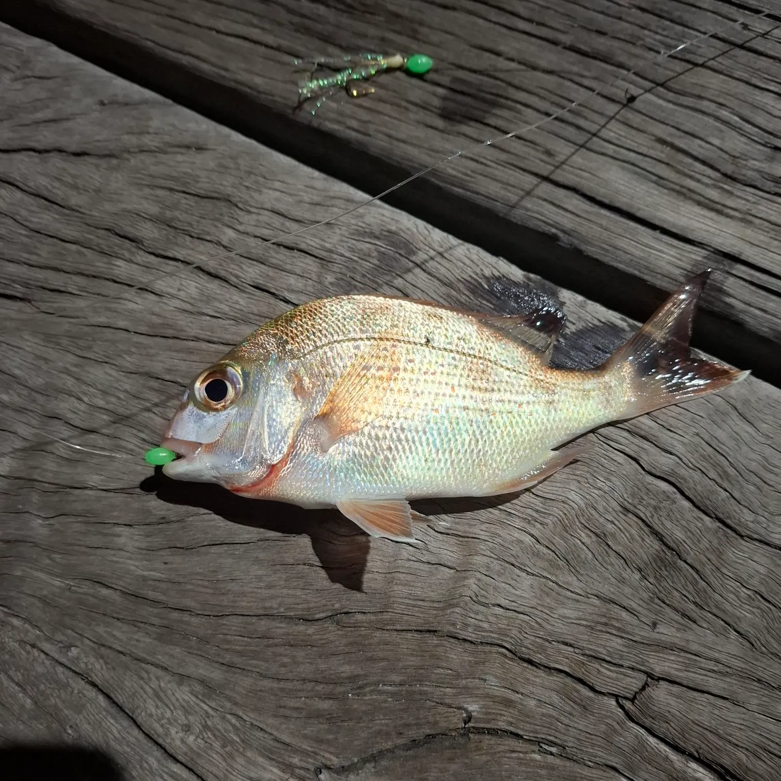 Australasian snapper caught on Fishbrain