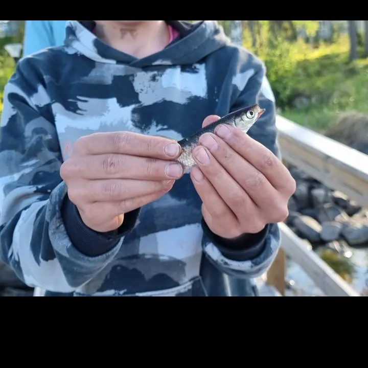 The most recent Vendace catches on Fishbrain