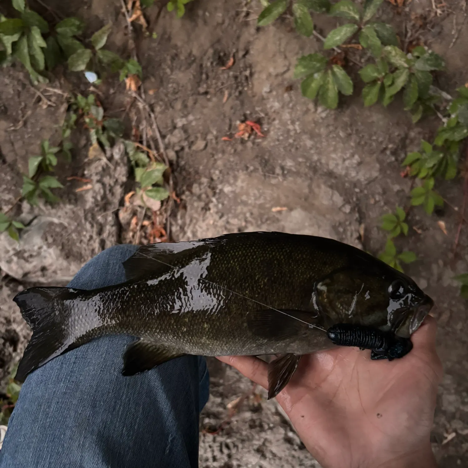 Smallmouth bass caught on Fishbrain