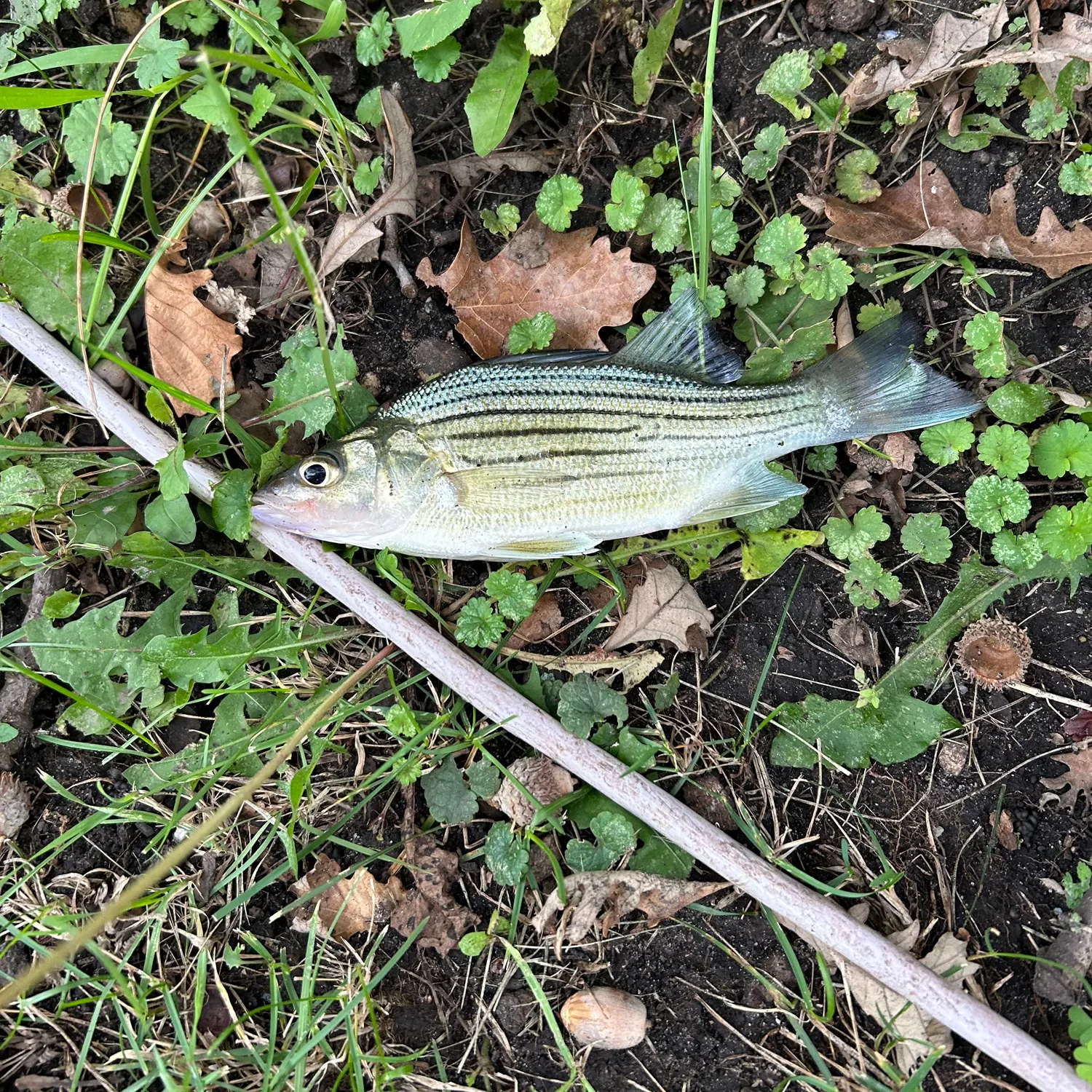 Yellow bass caught on Fishbrain