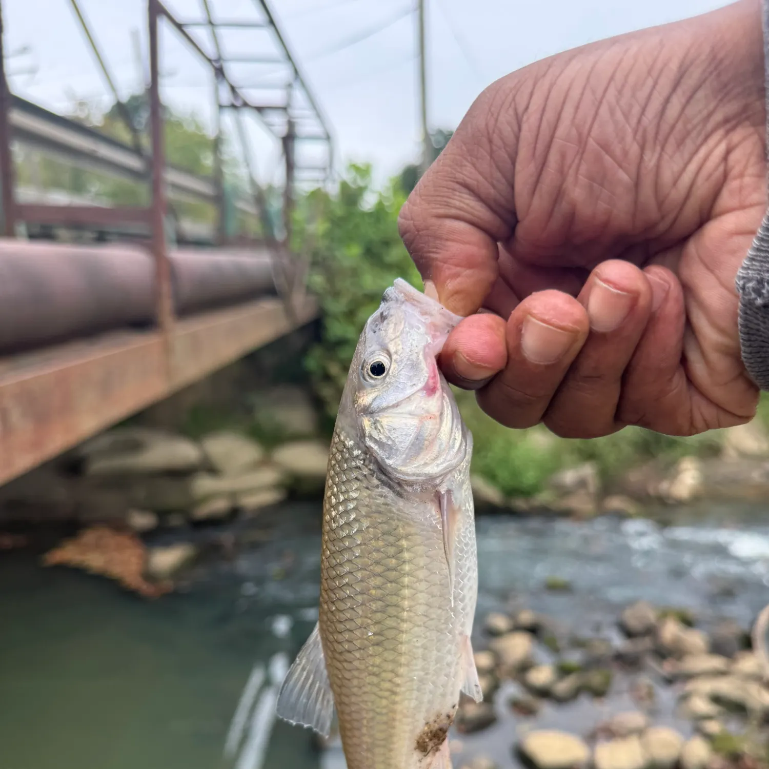 Fallfish caught on Fishbrain