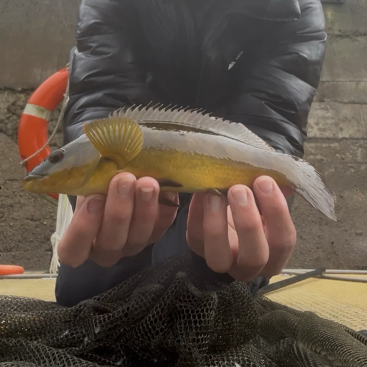 The most recent Ballan wrasse catches on Fishbrain