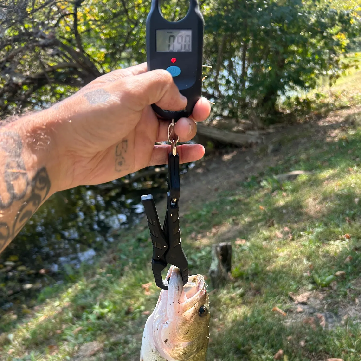 Largemouth bass caught on Fishbrain