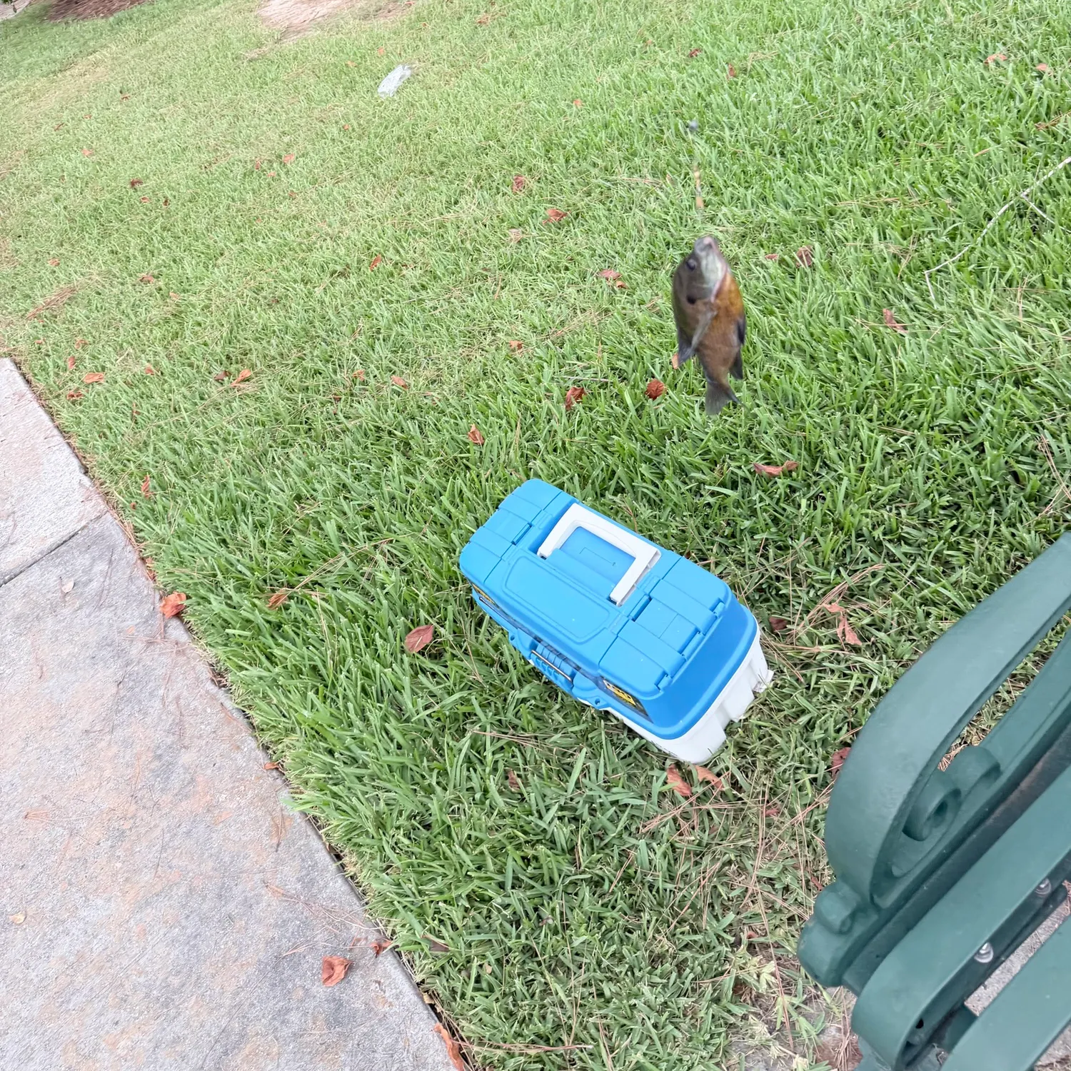 Bluegill caught on Fishbrain