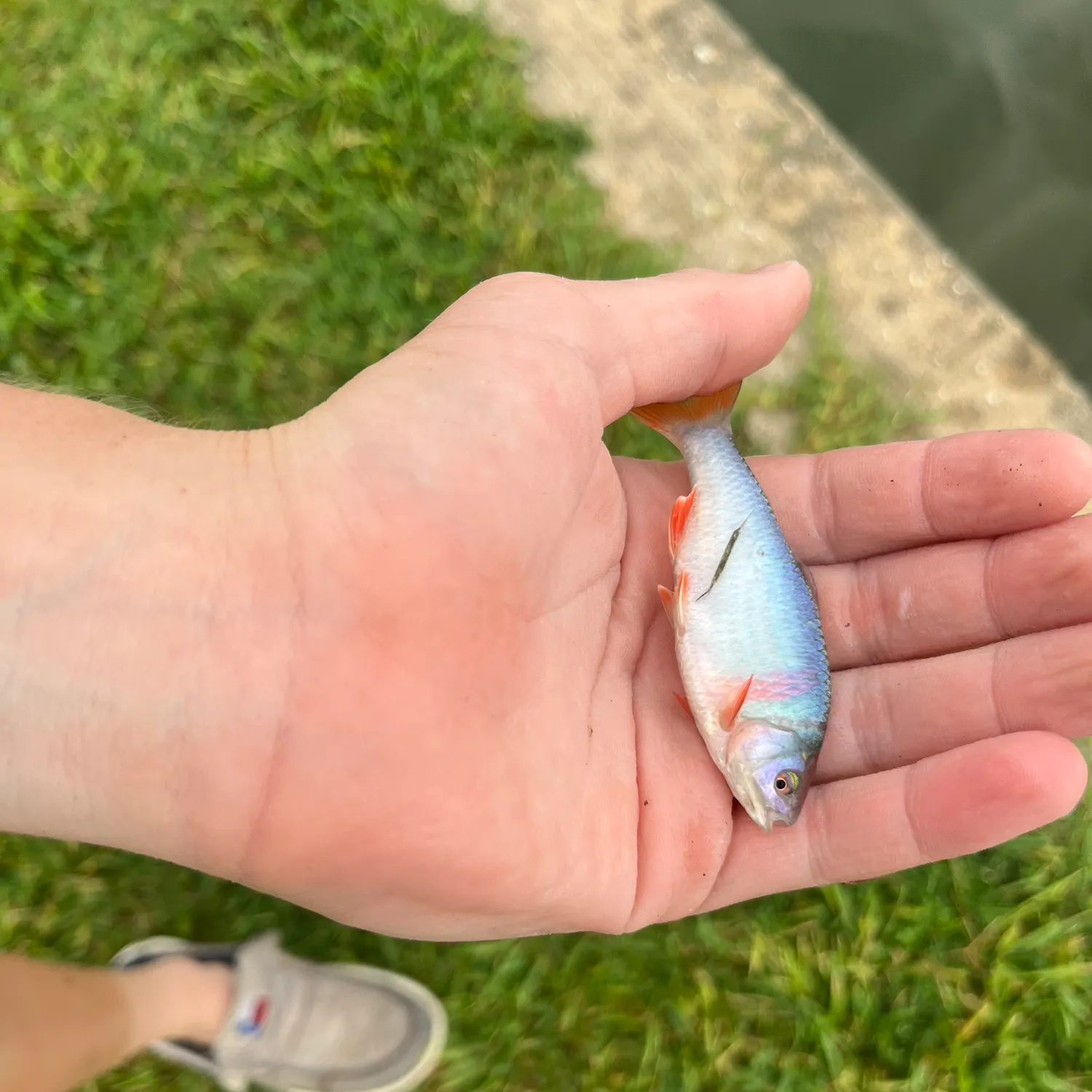 The most recent Red shiner catches on Fishbrain