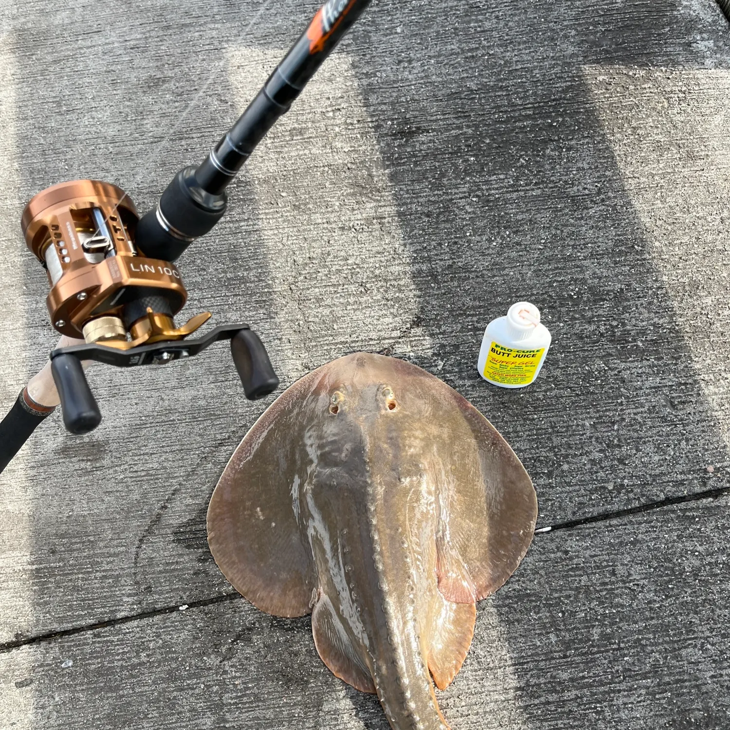 The most popular recent Thornback ray catch on Fishbrain