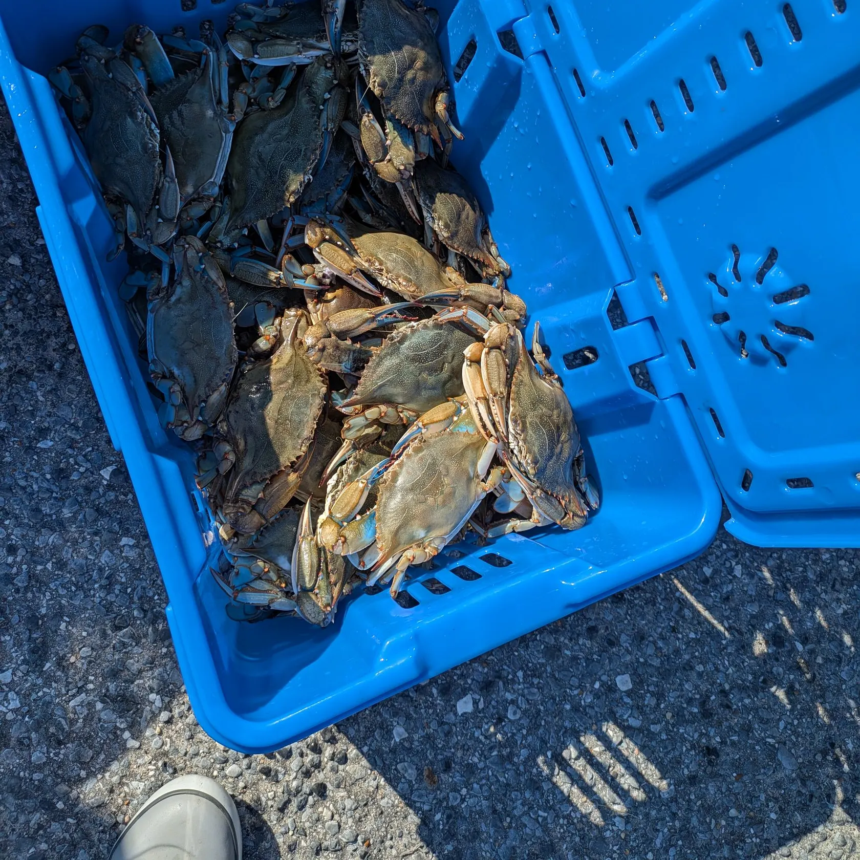 Blue crab caught on Fishbrain