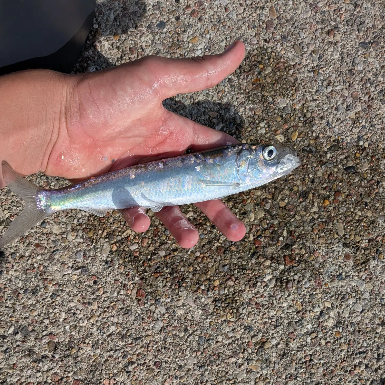 Atlantic herring caught on Fishbrain