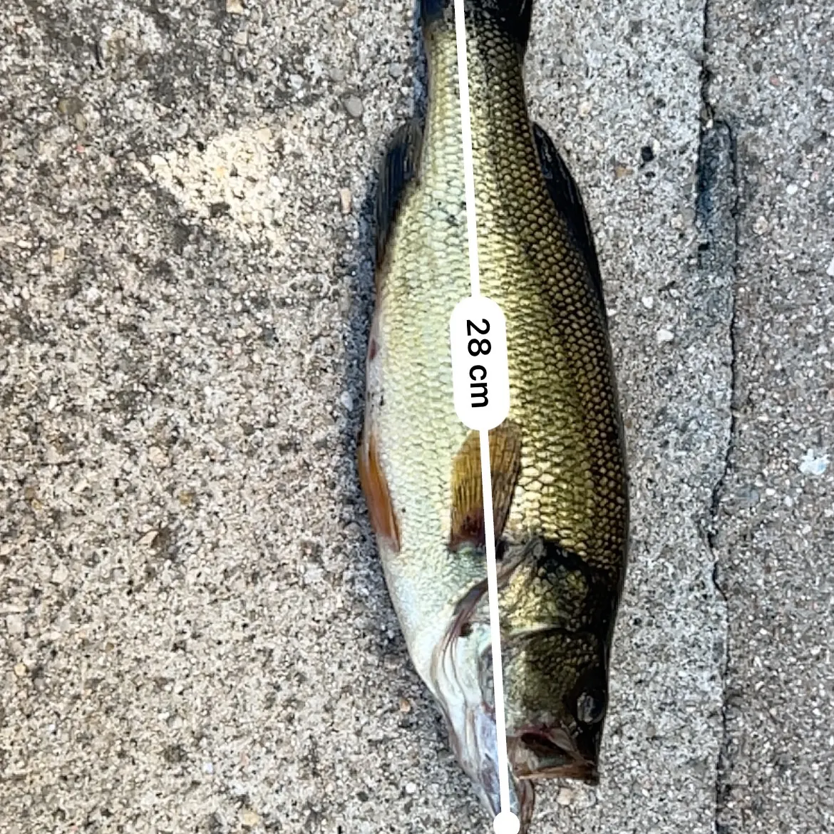 Largemouth bass caught on Fishbrain