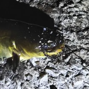Brown bullhead caught on Fishbrain
