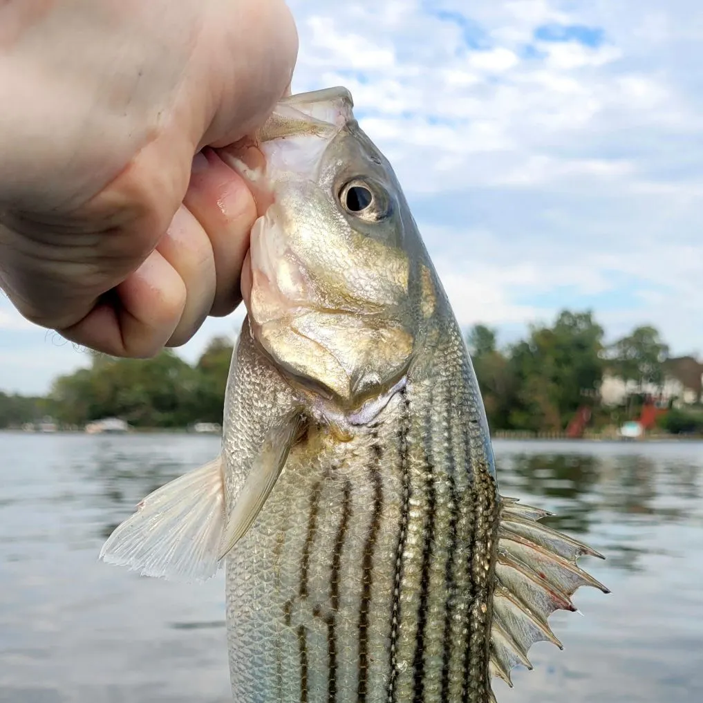 Striped bass caught on Fishbrain