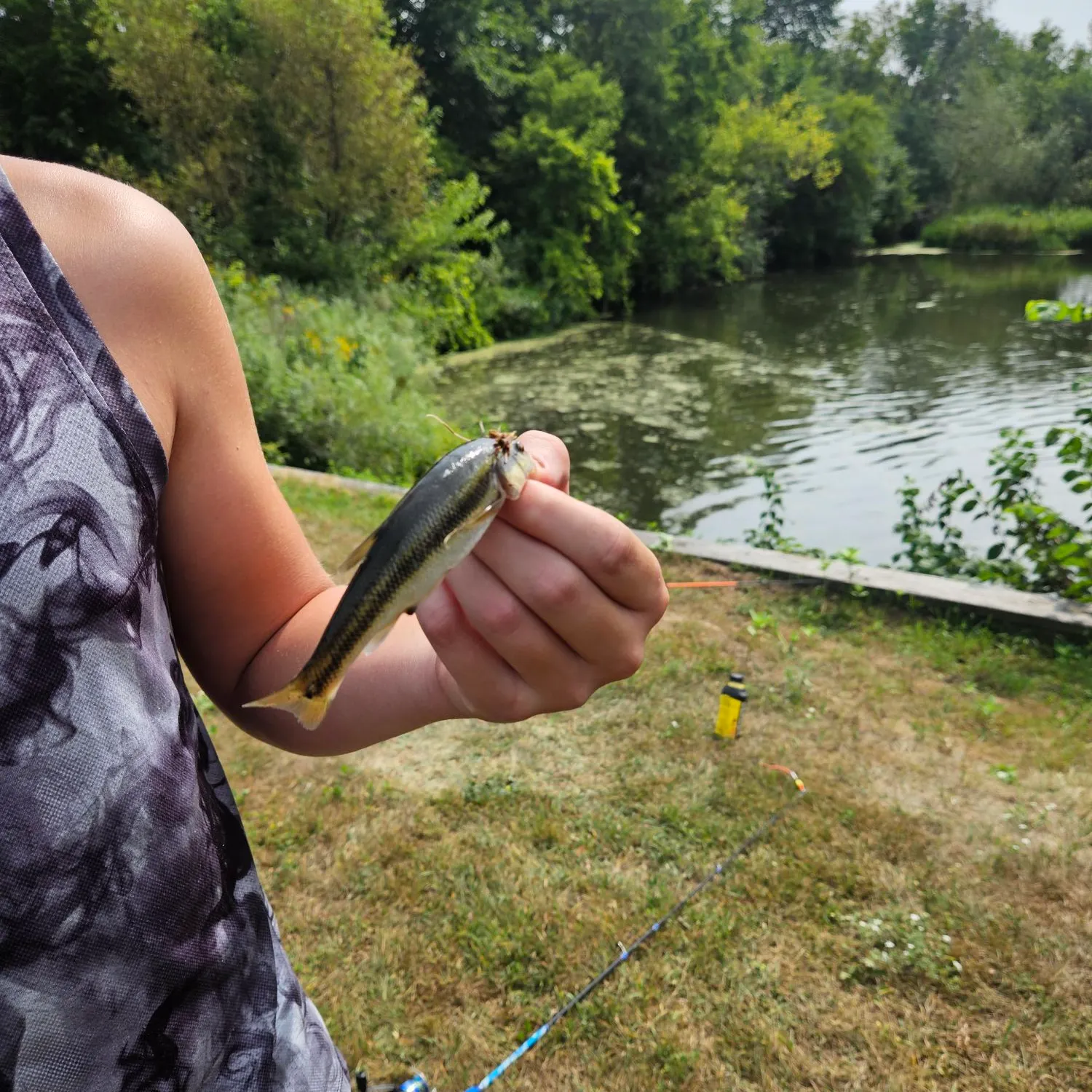 Creek chub caught on Fishbrain