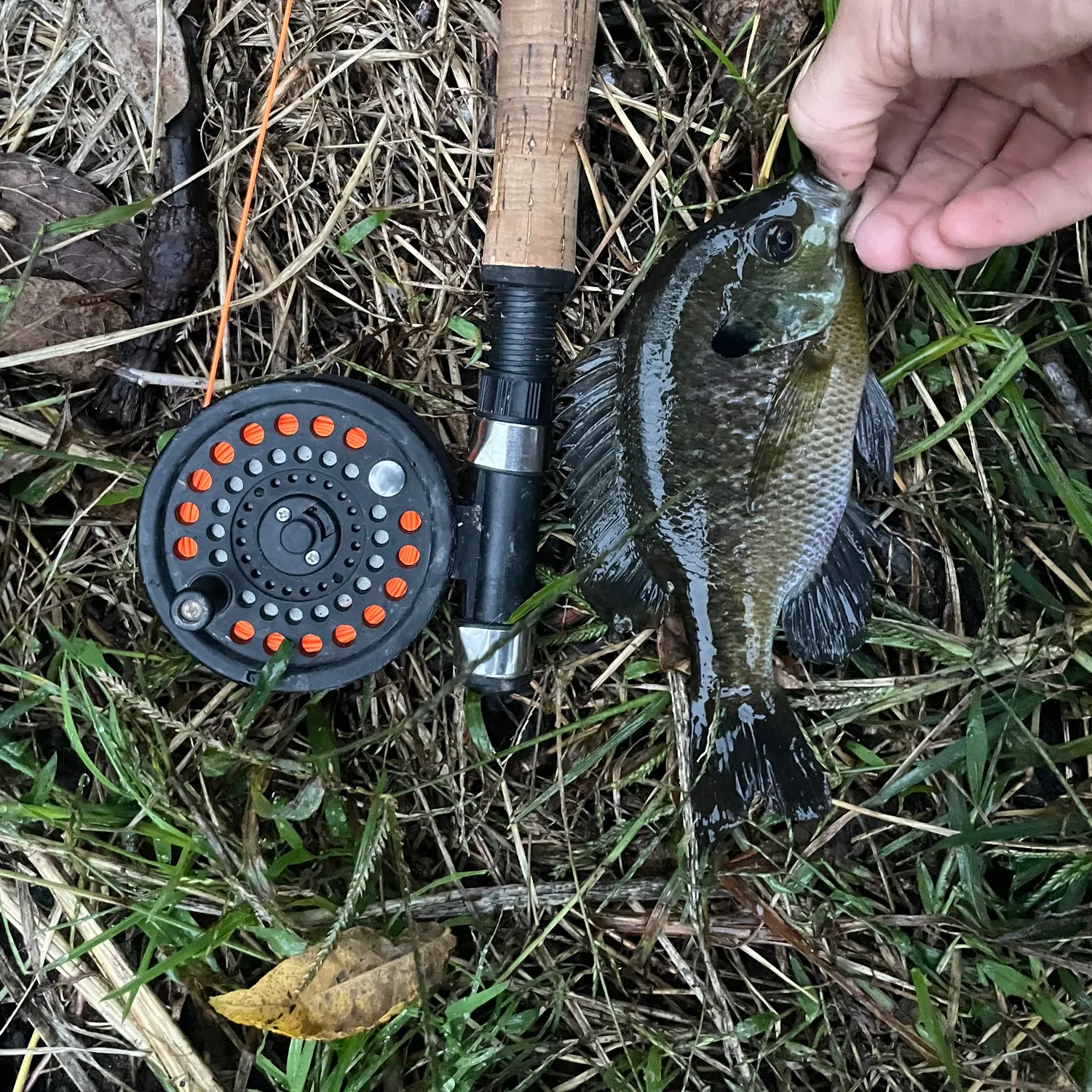 Bluegill caught on Fishbrain