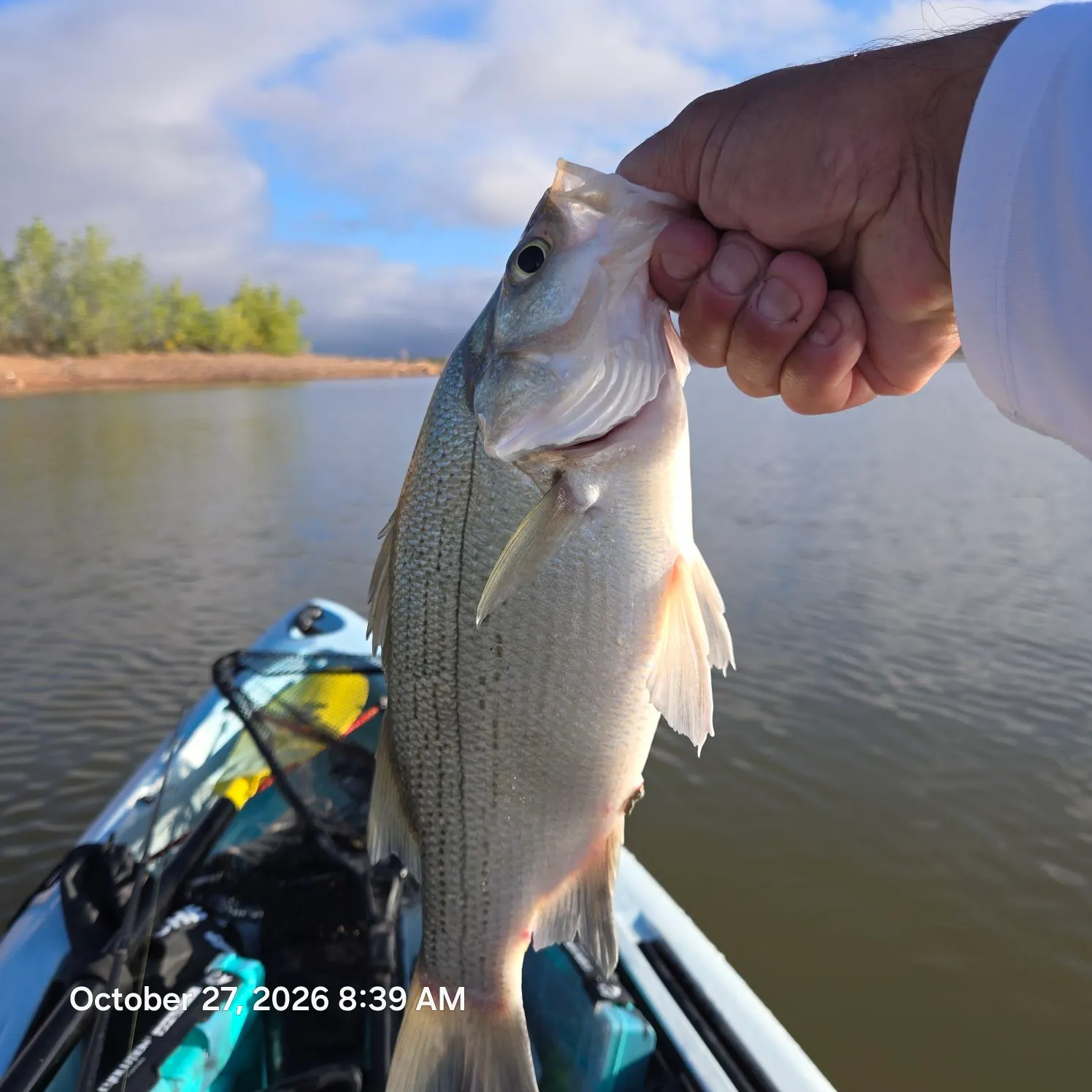 White bass caught on Fishbrain