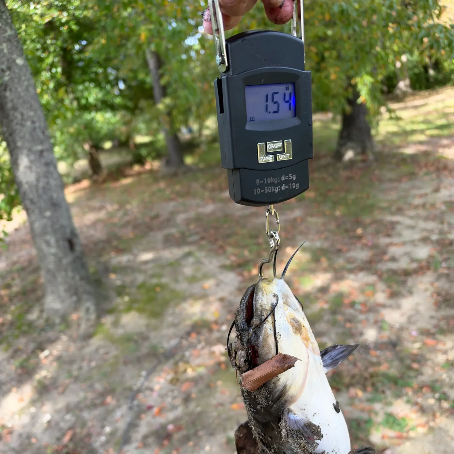 Channel catfish caught on Fishbrain