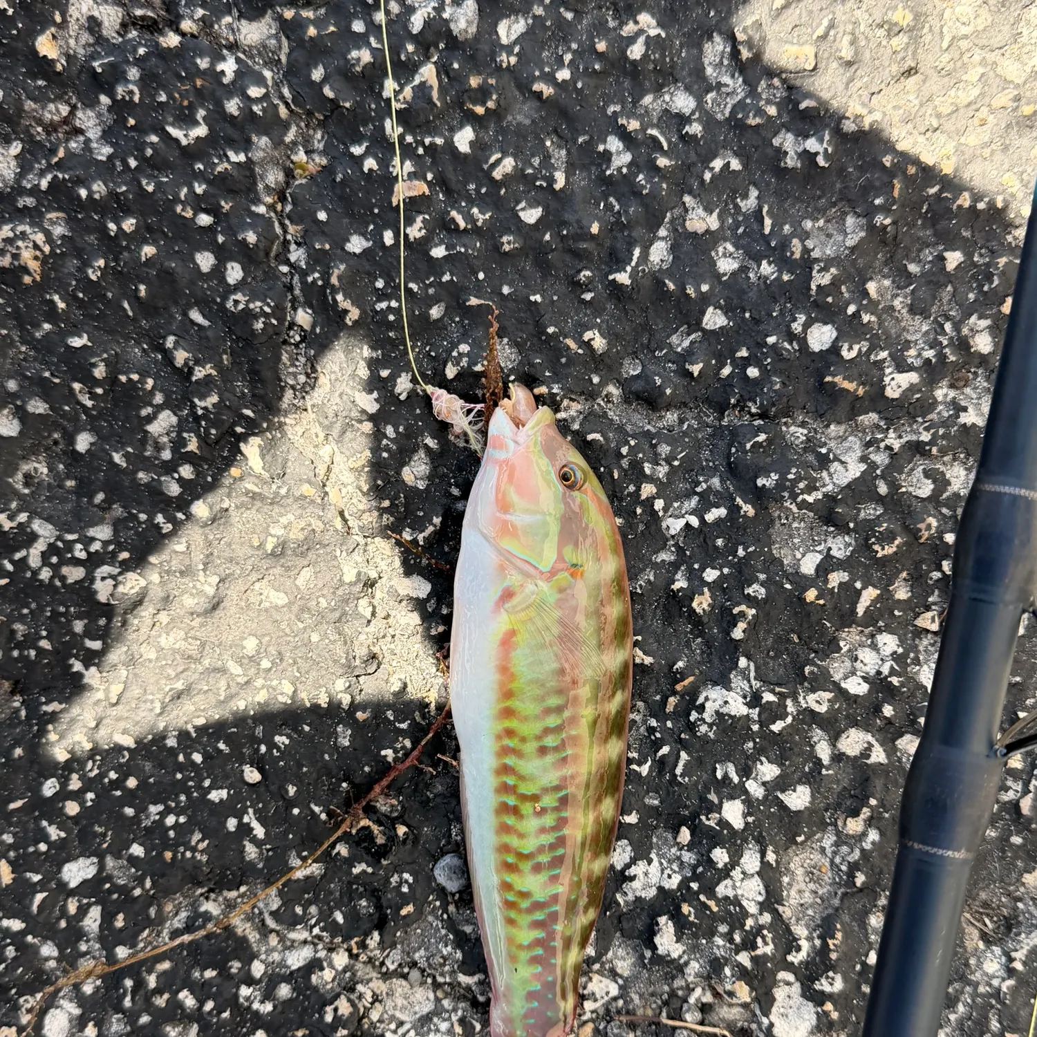 The most recent Sand perch catches on Fishbrain