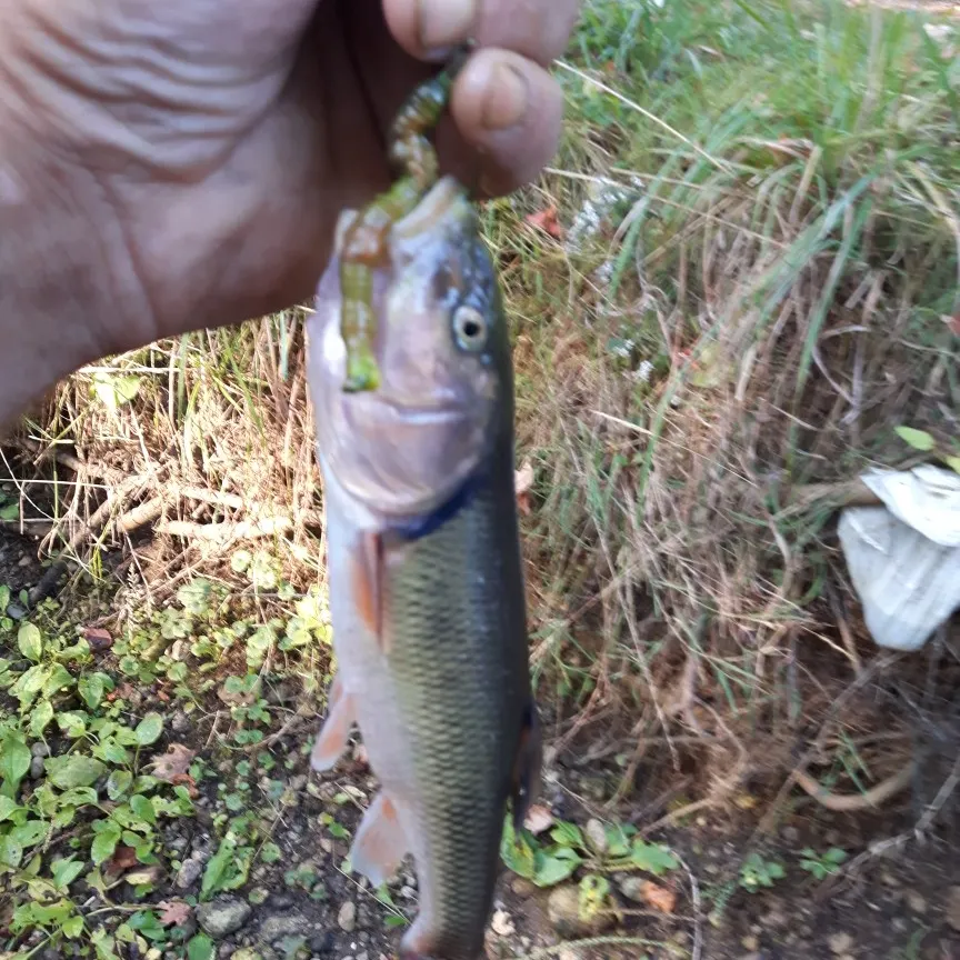 angler catch