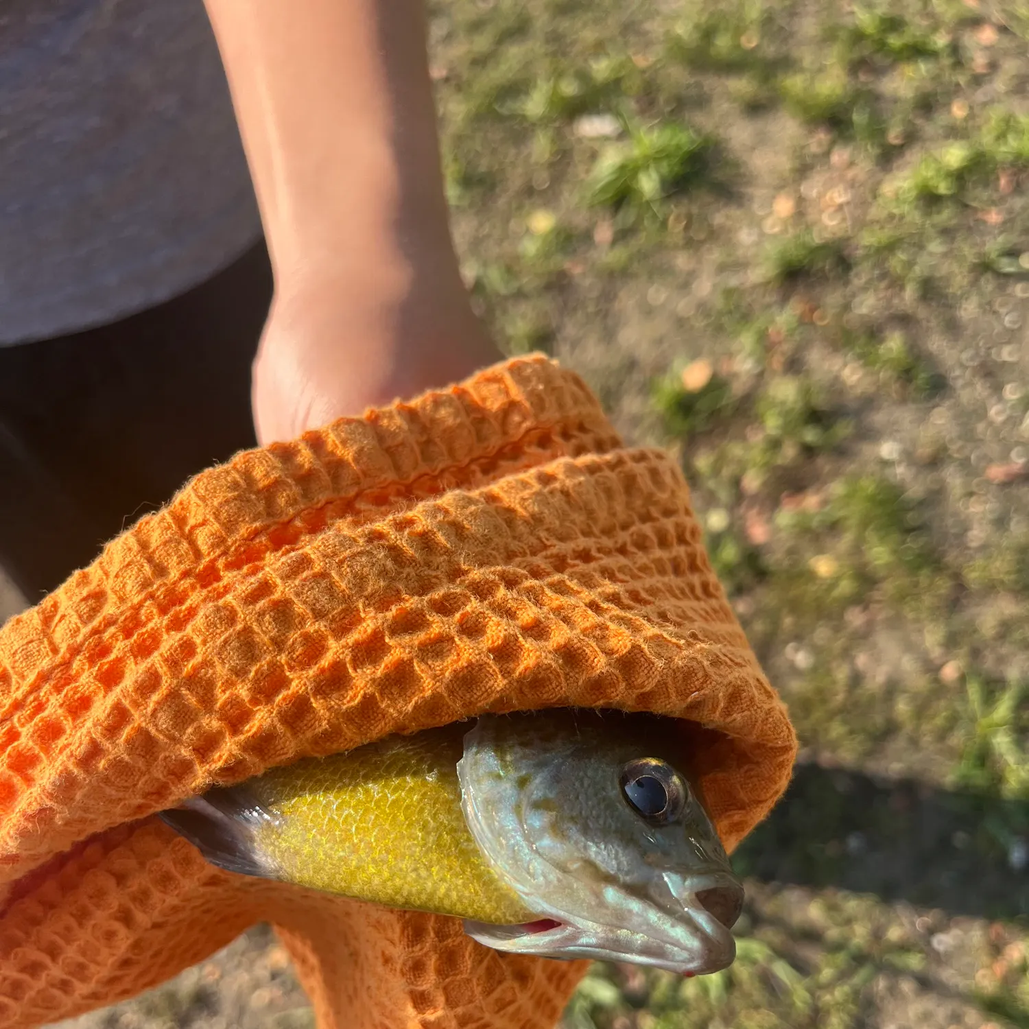 catch