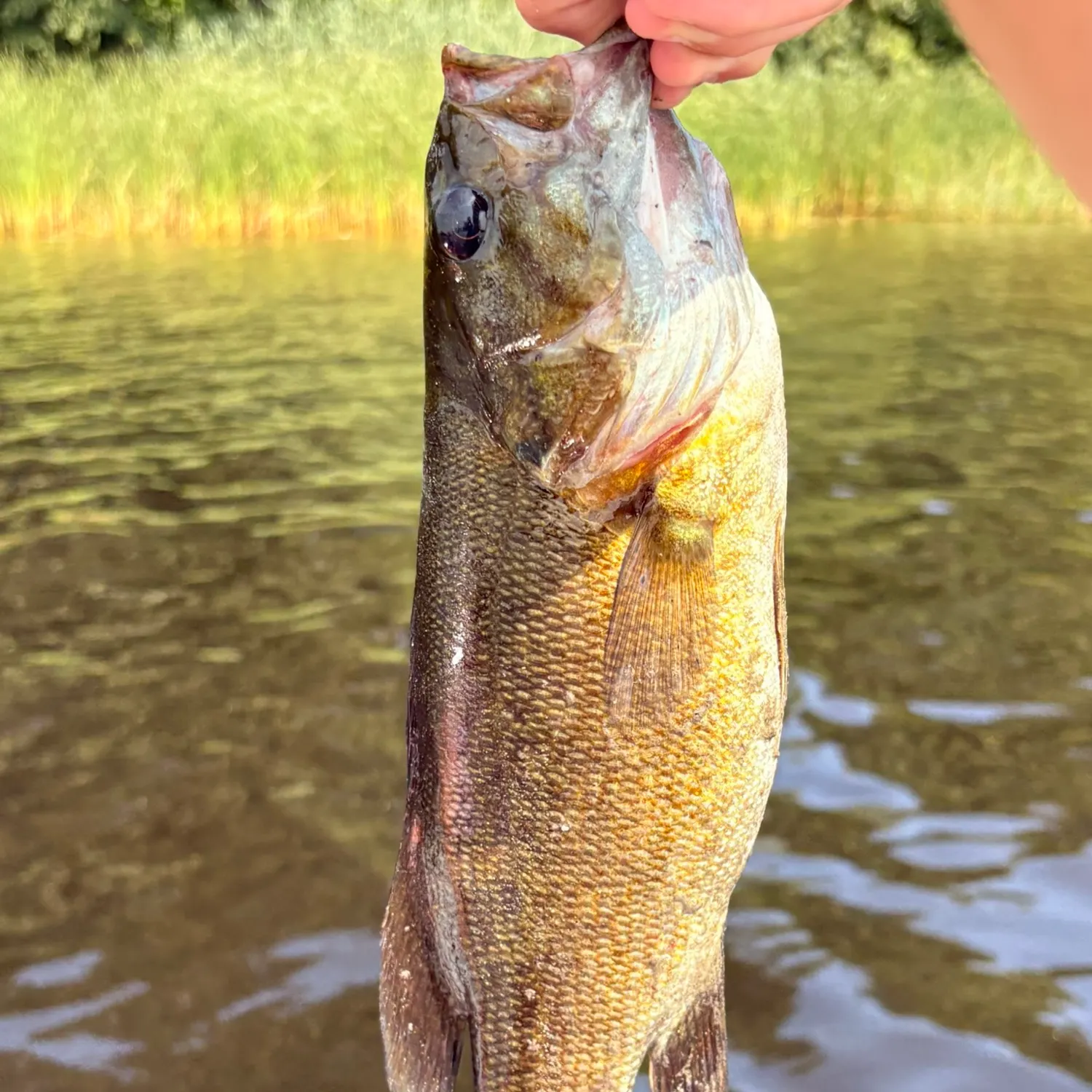 Fish caught on Fishbrain