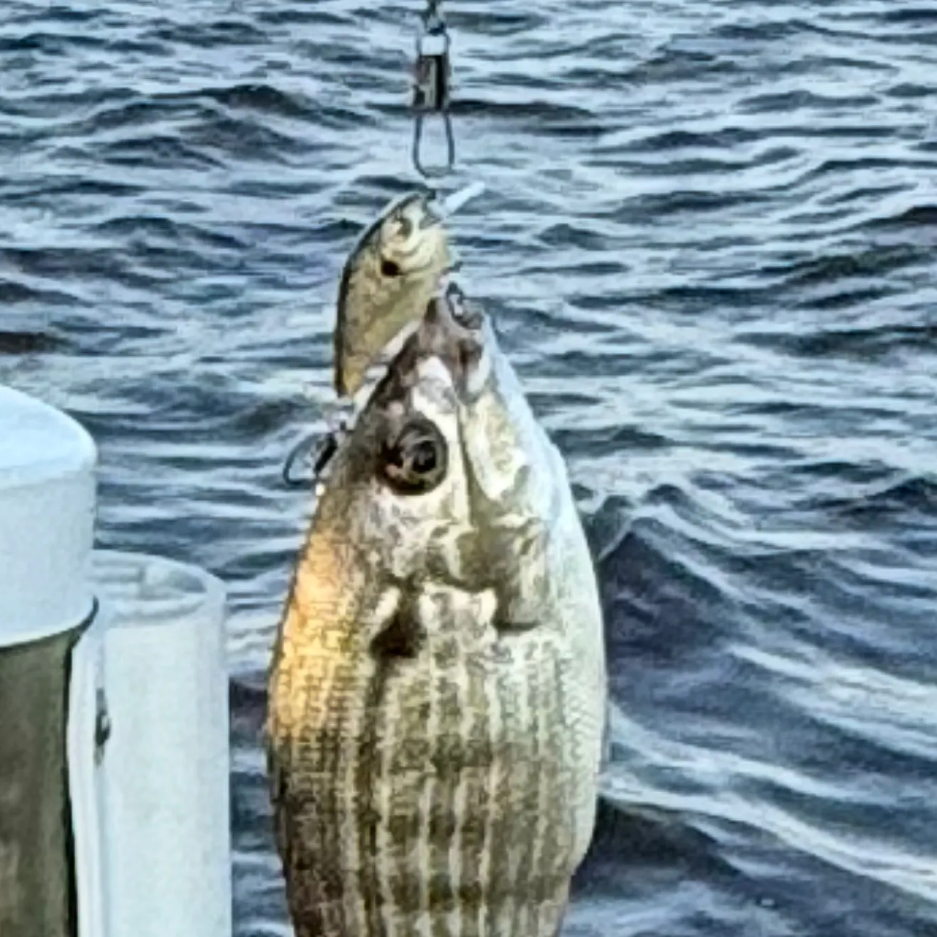 Pinfish caught on Fishbrain