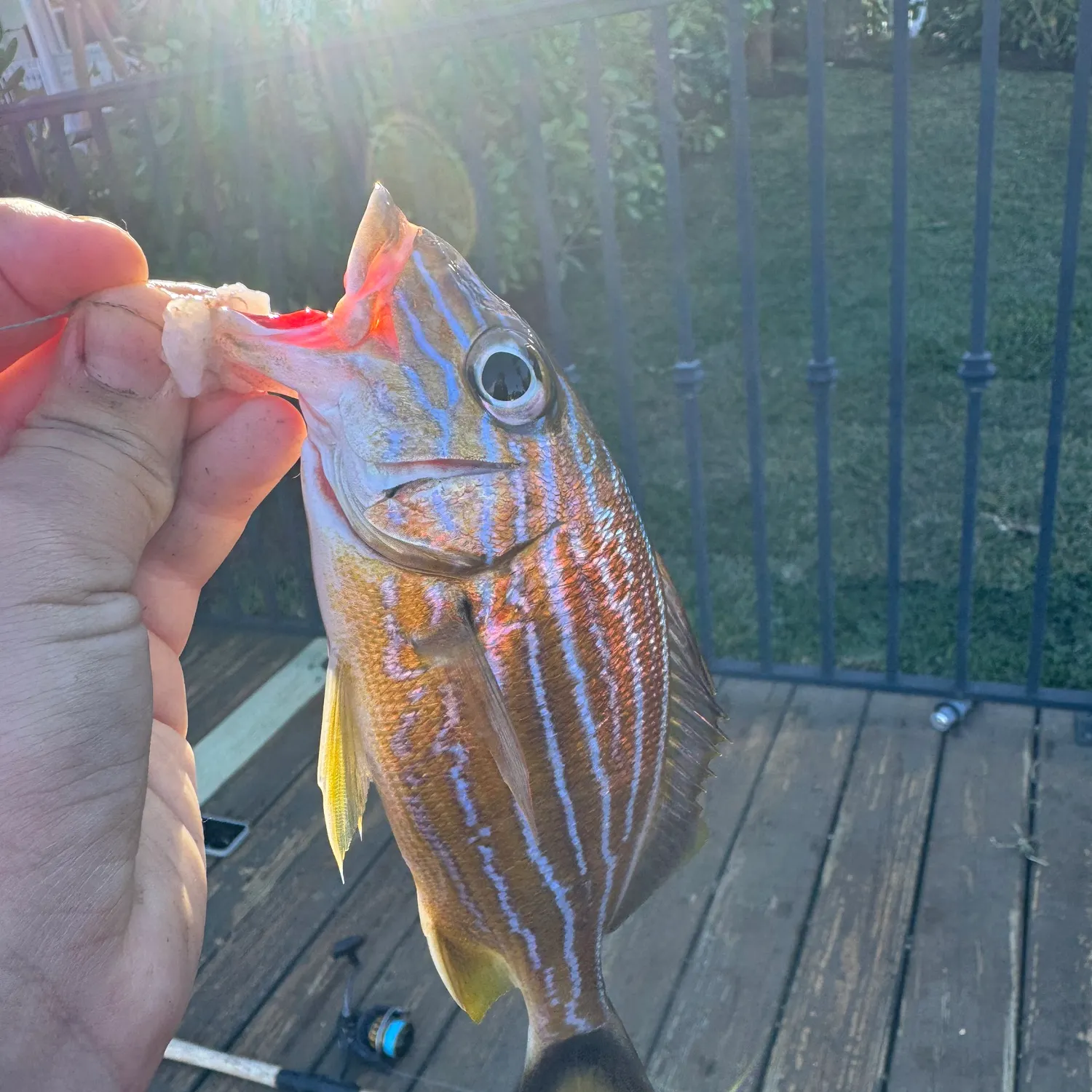 The most recent Bluestriped grunt catches on Fishbrain