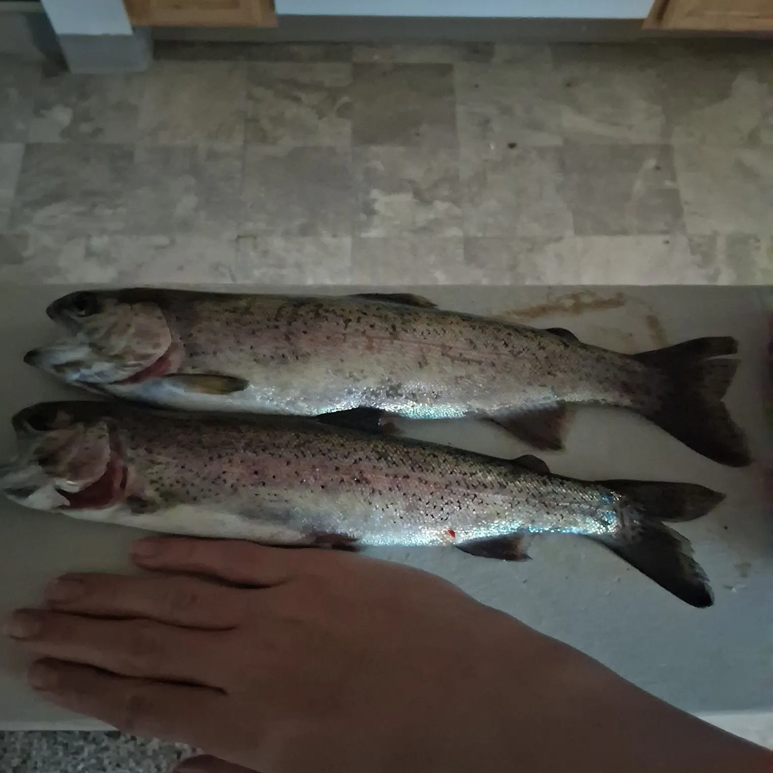 Rainbow trout caught on Fishbrain