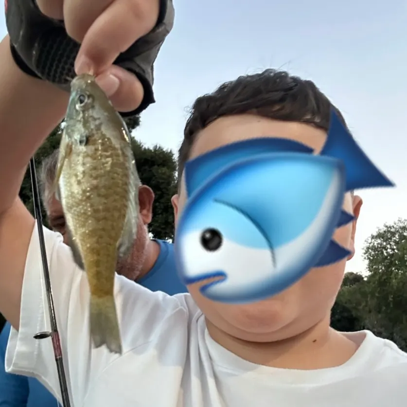 Bluegill caught on Fishbrain