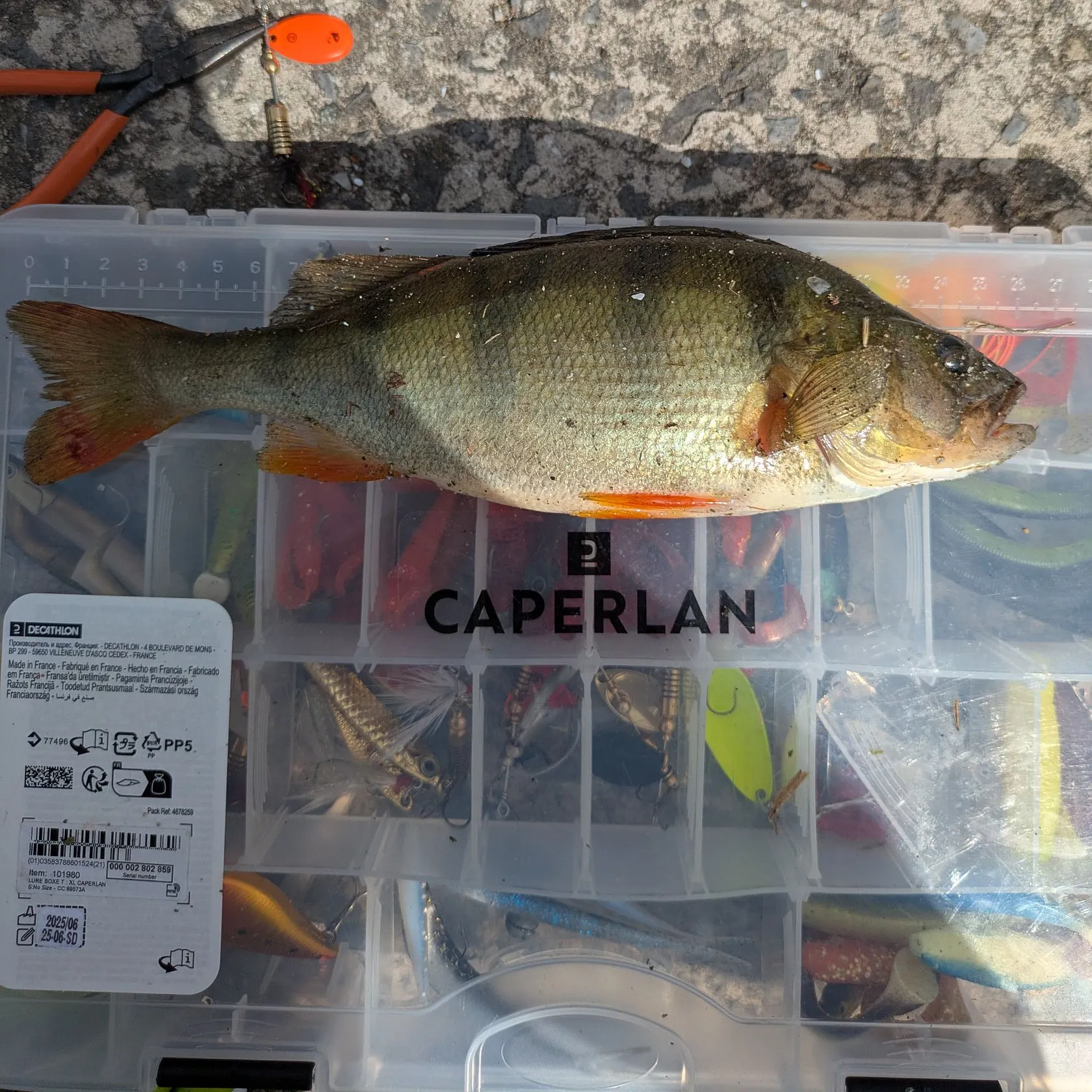 recently logged catches