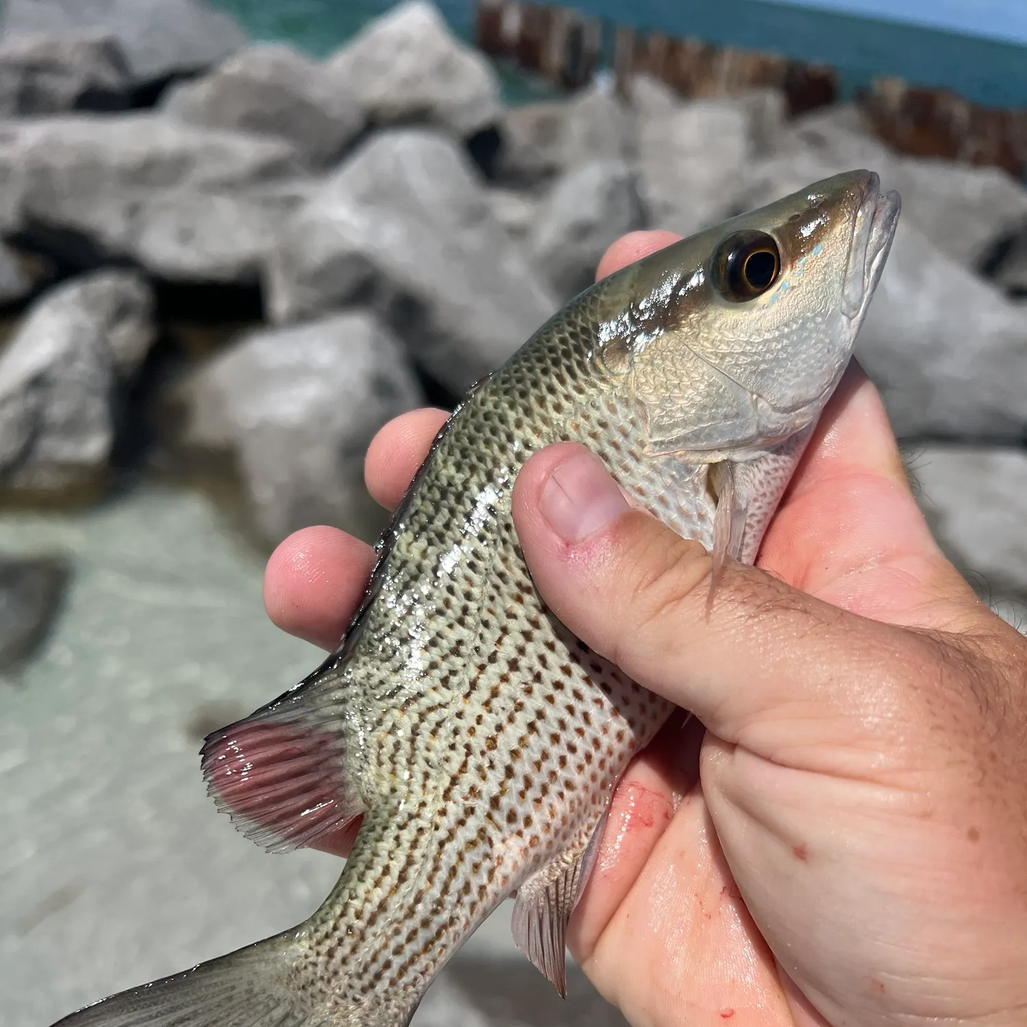 Mangrove snapper caught on Fishbrain