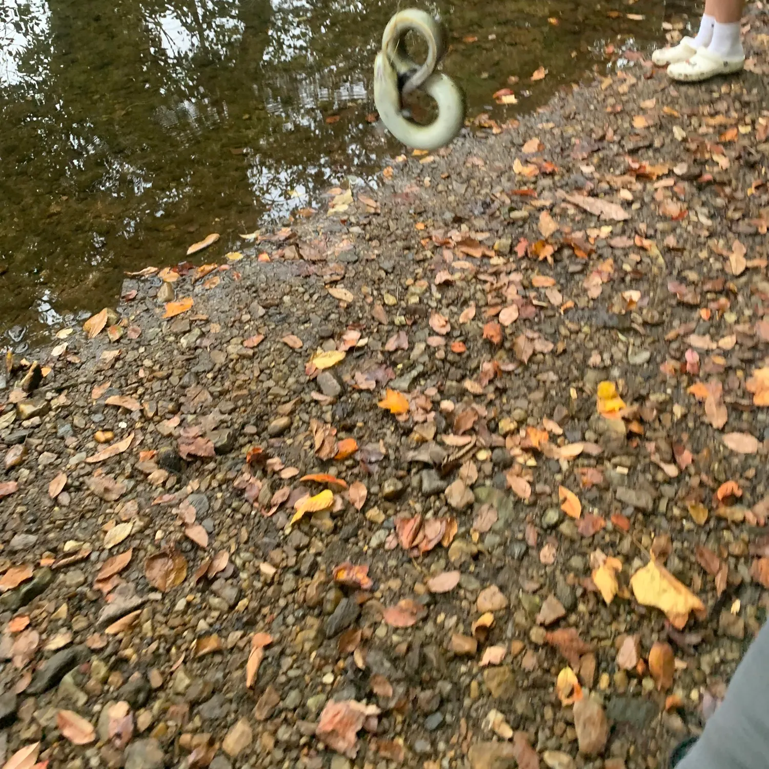 American eel caught on Fishbrain