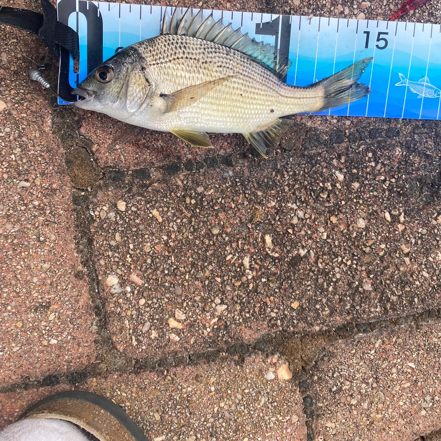 The most recent Southern black bream catches on Fishbrain