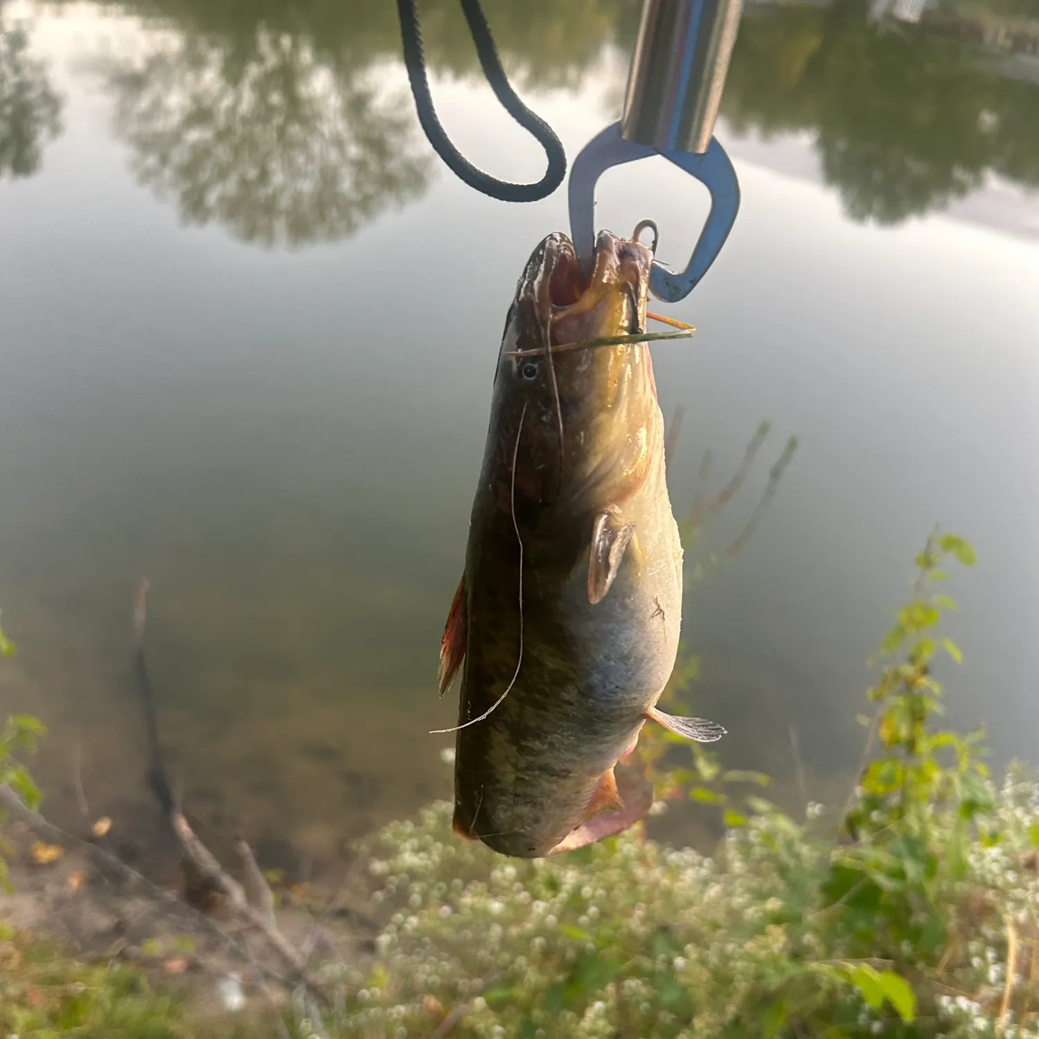 Brown bullhead caught on Fishbrain