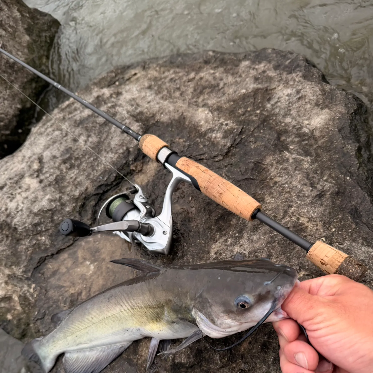 Channel catfish caught on Fishbrain
