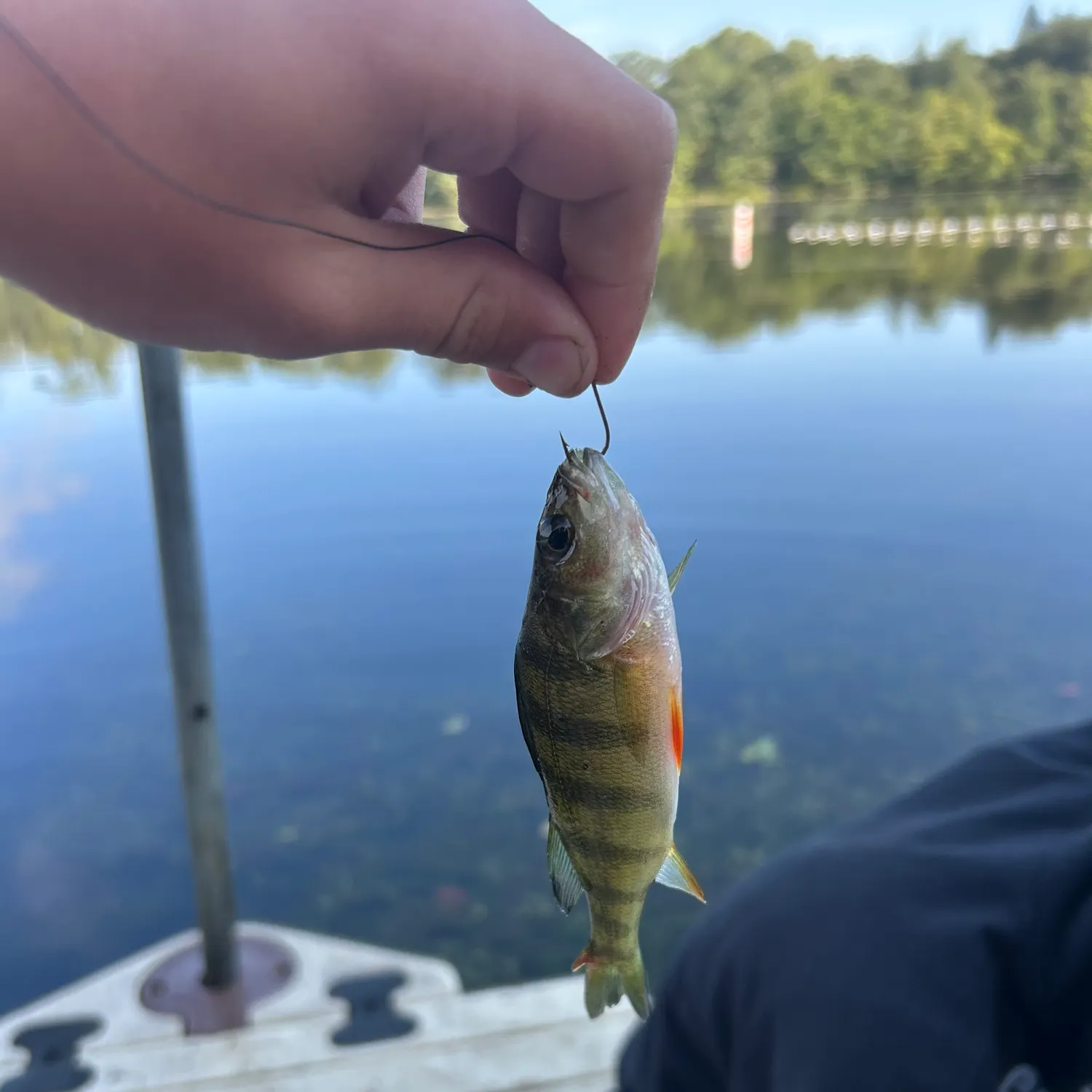 Yellow perch caught on Fishbrain