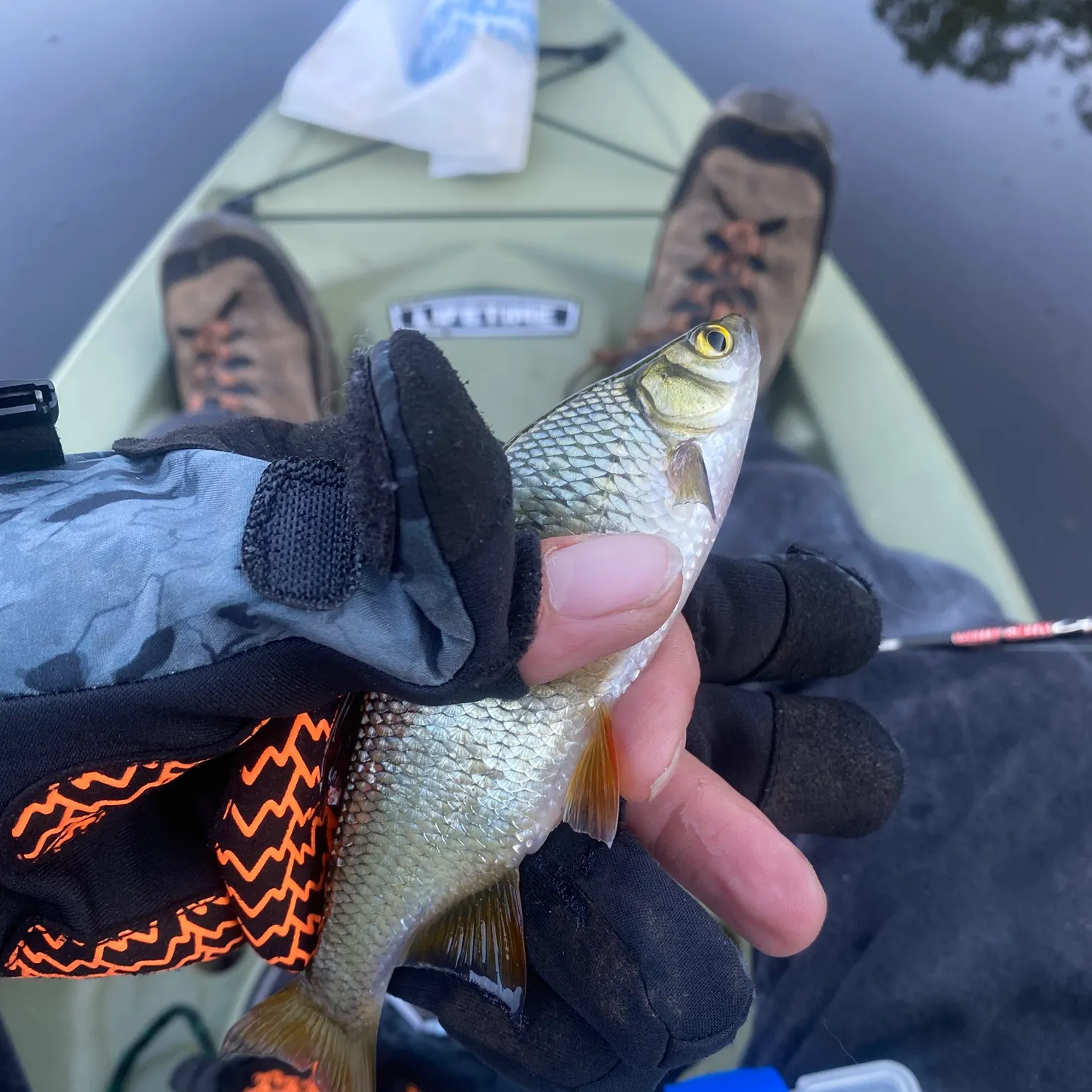 Golden shiner caught on Fishbrain