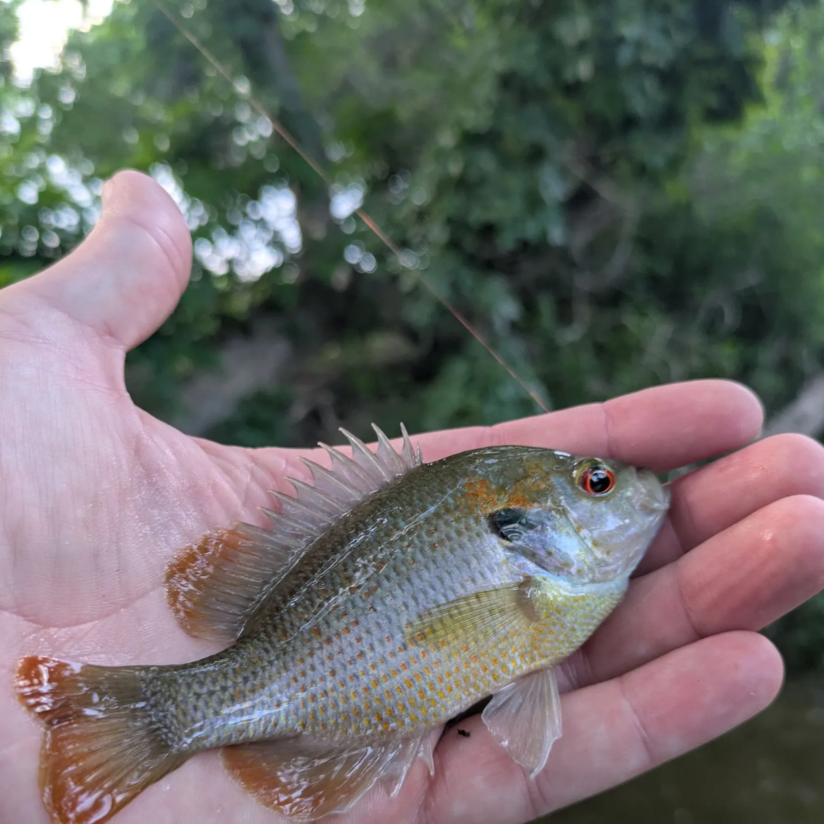 The most recent Redspotted sunfish catches on Fishbrain